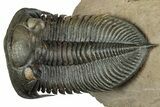 Flying Zlichovaspis Trilobite - Atchana, Morocco #334937-3